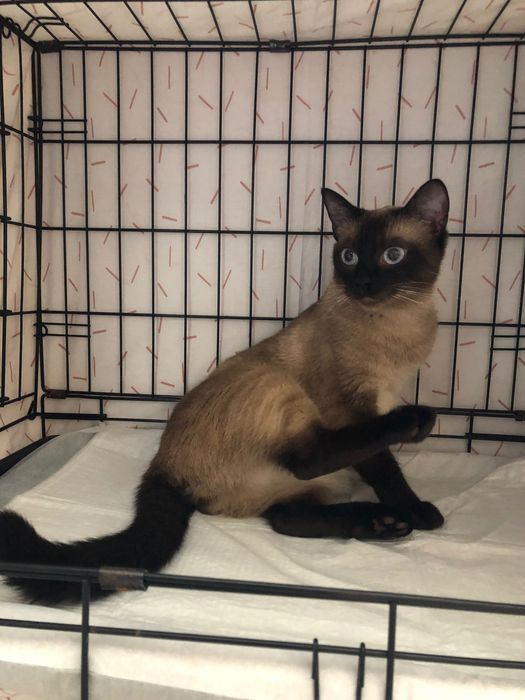 Сиамская кошка не стерилизованная