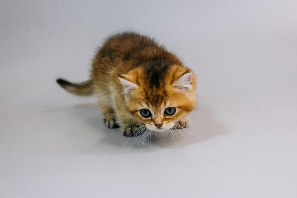 Шотландські кошенята