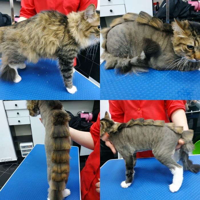 Стрижка собак і котів . Чистка зубів ультразвуком. - Грумінг, стрижки ...