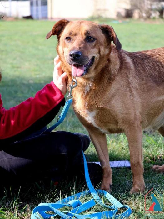 Pies który uwielbia się przytulać, lubi psy i koty - adoptuj