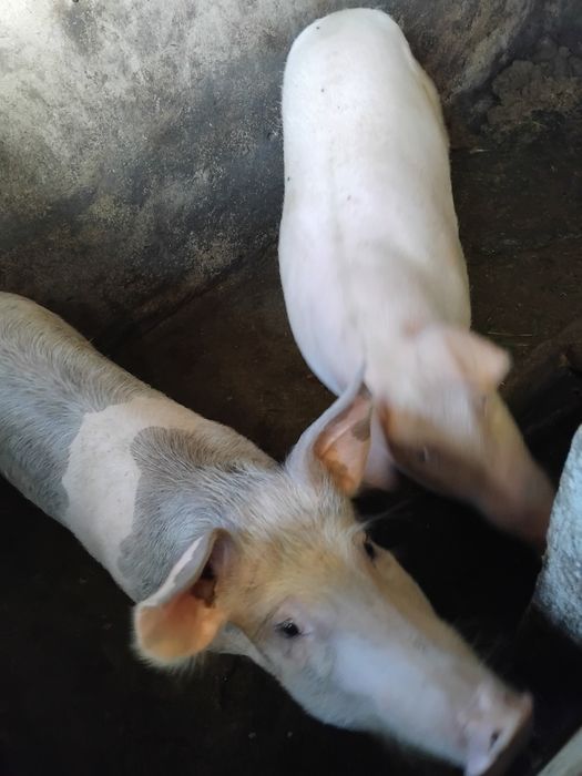 Vendo porcos biológicos