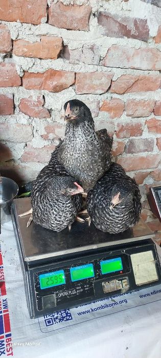 КуриОПТ,Ломан Браун,Домінант