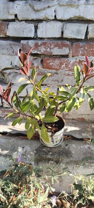 Продам фикус эластика