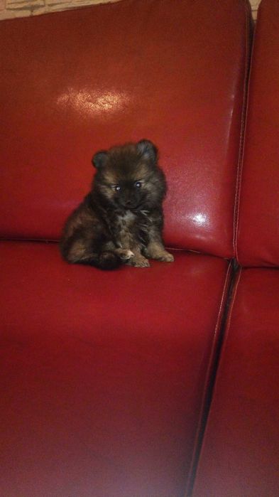 Sptiz Alemão Anão/Lulu da Pomerânia