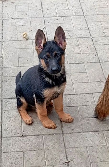 Питомник "ZOLOTOY PYT'.."предлогает щенков стандартной и длинношерстно