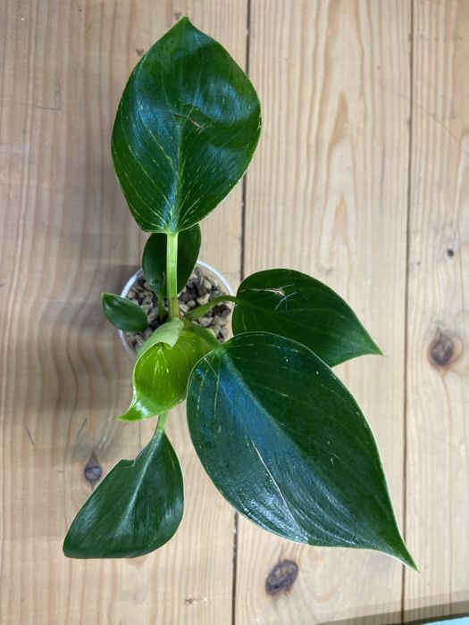 Planta Philodendron Birkin