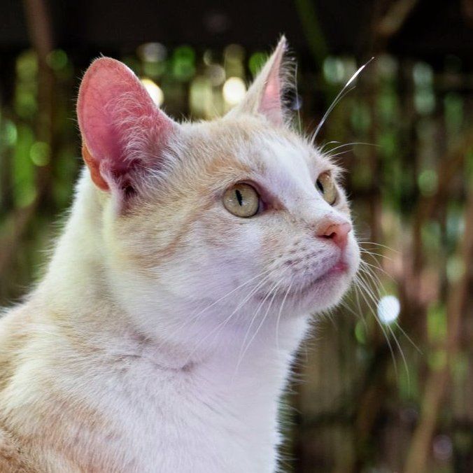 Kremowa Dobrochna do adopcji na jedynaczkę!