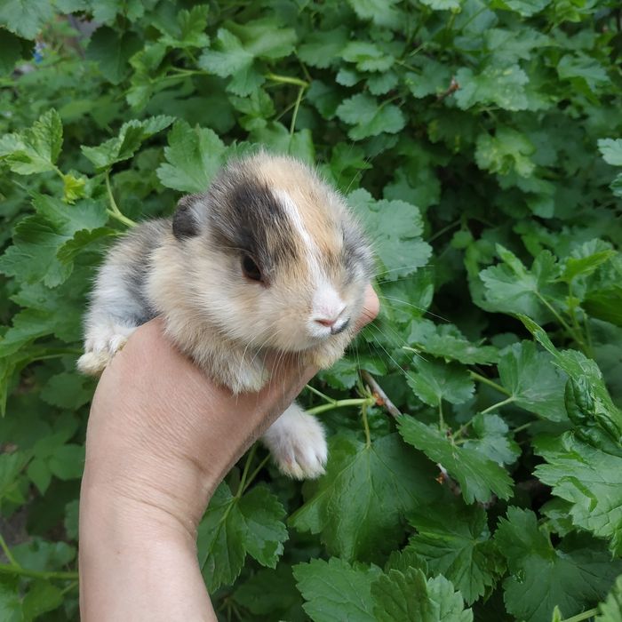 Шоколадные зайчики рыжие мини кролики белые крольчата в Харькове кроли