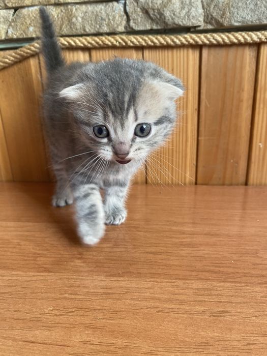 Продається кошеня дівчинка