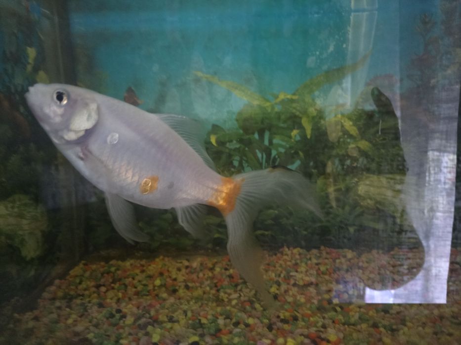 Dou peixe cometa