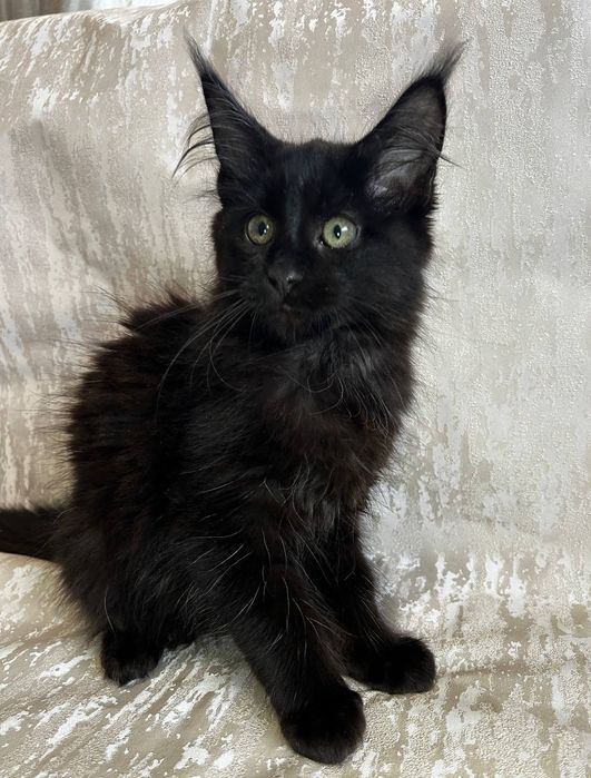 Дівчинка породи Мейн Кун