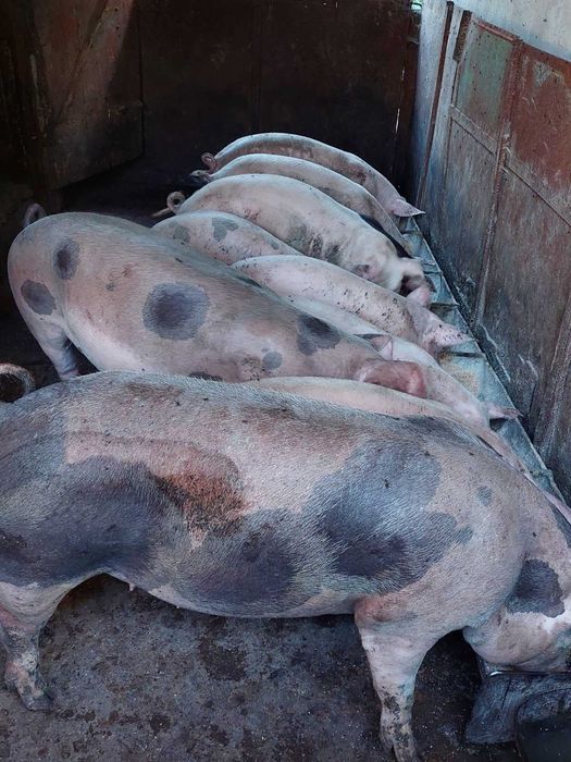 Продам свині 70-100-160 кг