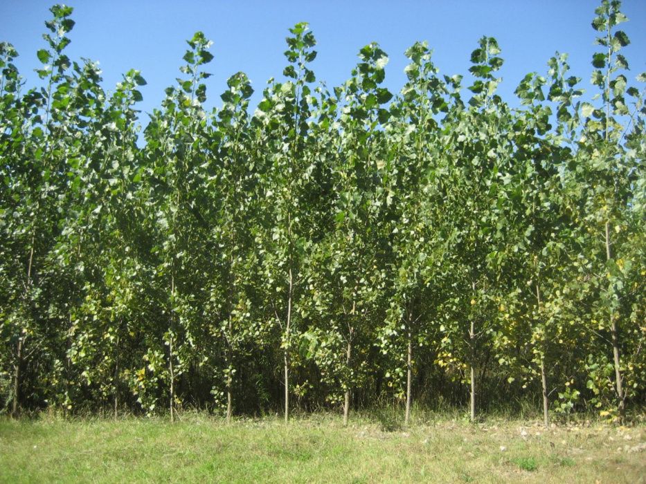 Енергетична верба та тополя 10 сортів