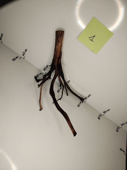 Korzeń nr 1  akacjowy Akwarystyka