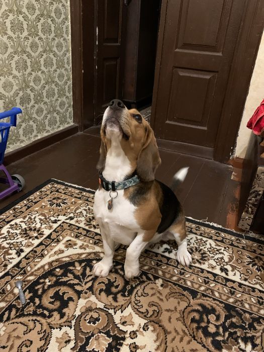 Бігль вʼязка