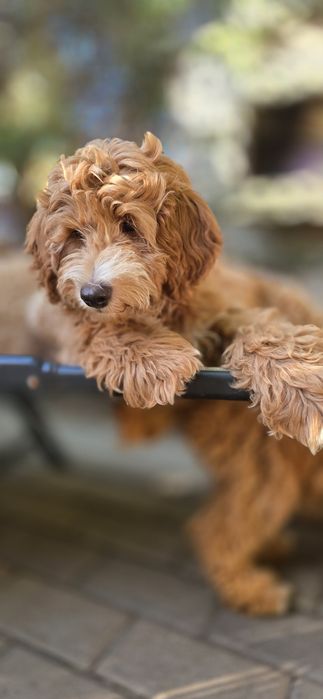 Cockapoo / chłopczyk
