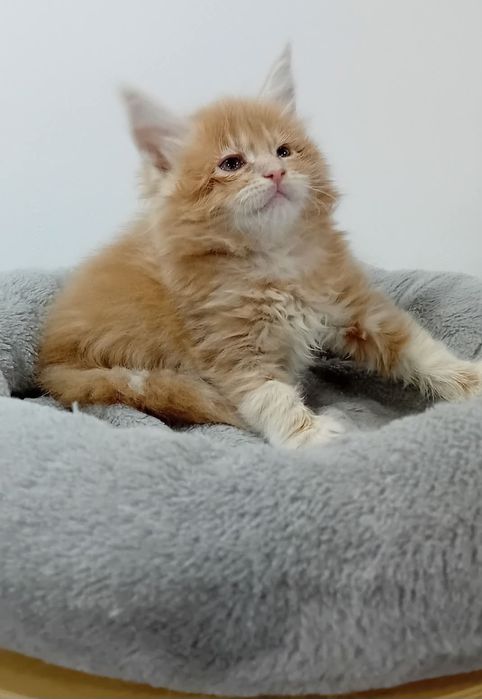 Gatinho Maine Coon com Lop