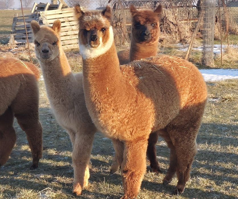 Alpaki młode samce, samice i dorosłe zaciążone