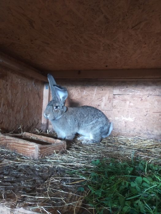 Młode krolice rasy duże