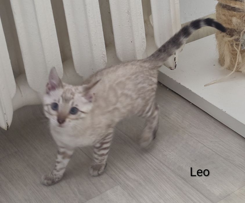 Biały lampart - LEO