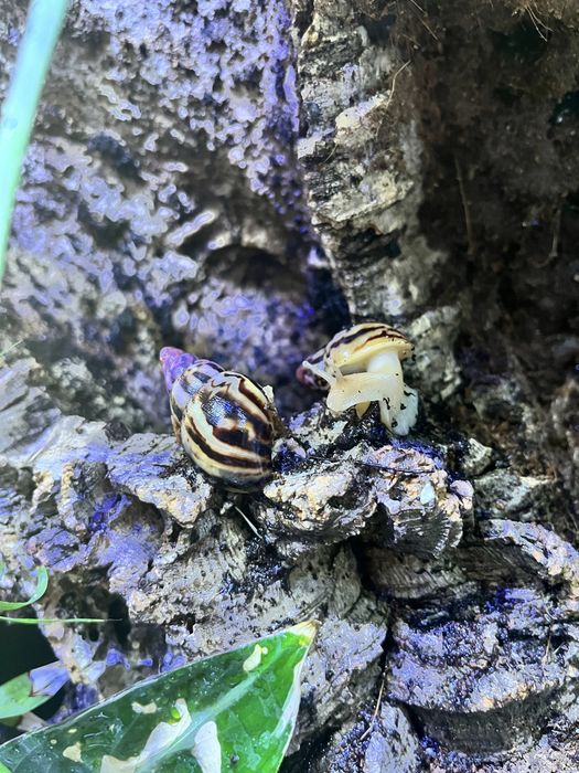 Lissachatina allisa zanzibar dark type 2