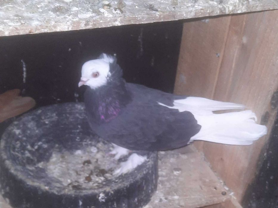 Gołąb białogłówek samica