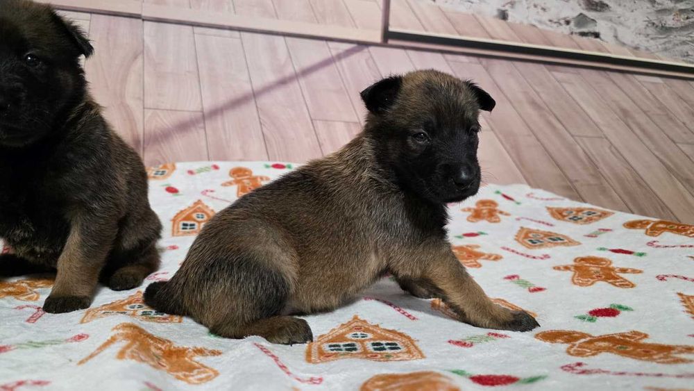 Owczarek Belgijski Malinois ZKwP