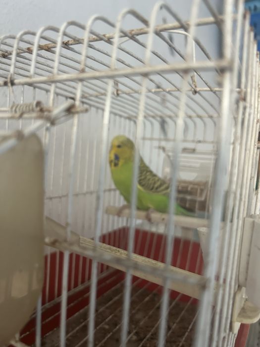 Agaporni e Periquita Inglesa