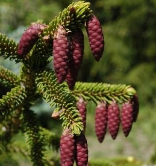 Ялина східна Ауреоспіката (picea orientalis Aureospicata)