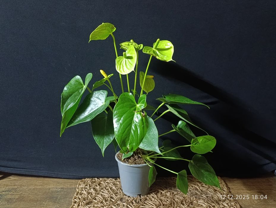 Антуріум ,, Vanilla,,