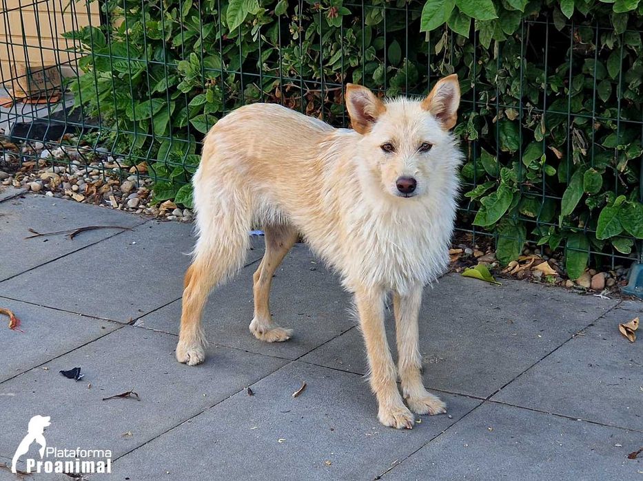 BARONESA - Cadelinha para Adoção!