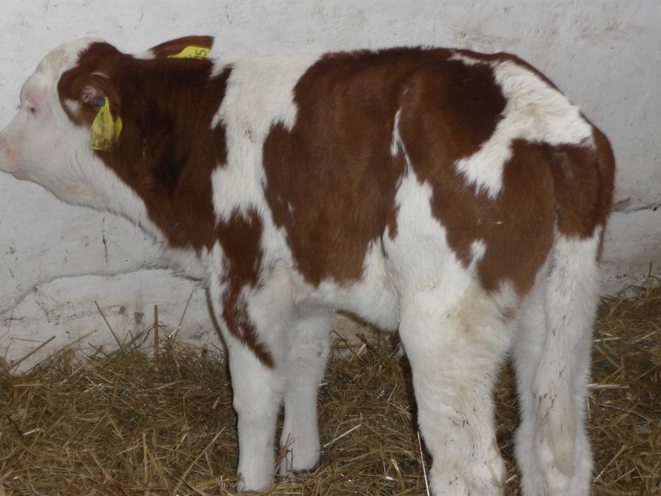 Sprzedam 2 jałówki