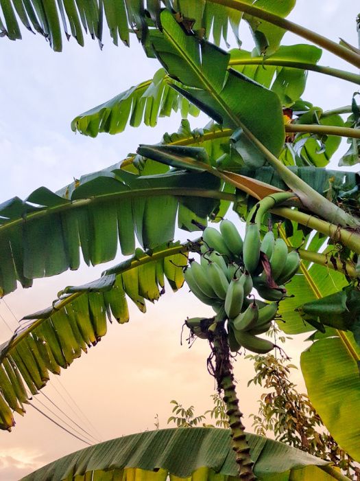Bananeiras da Madeira