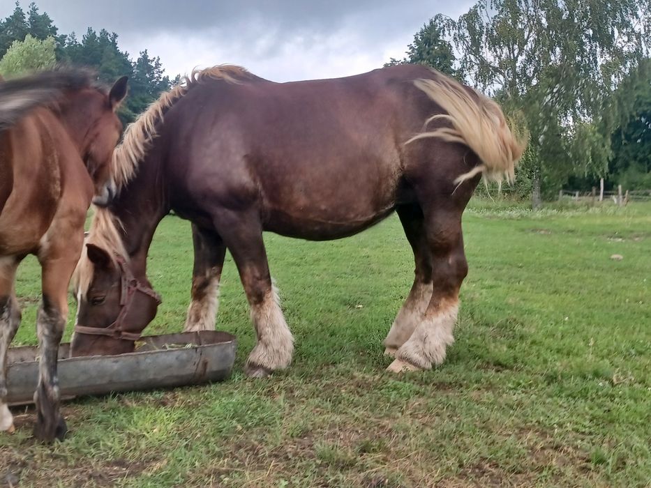 Likwidacja gospodarstwa klucze sztumskie oraz krowy mm