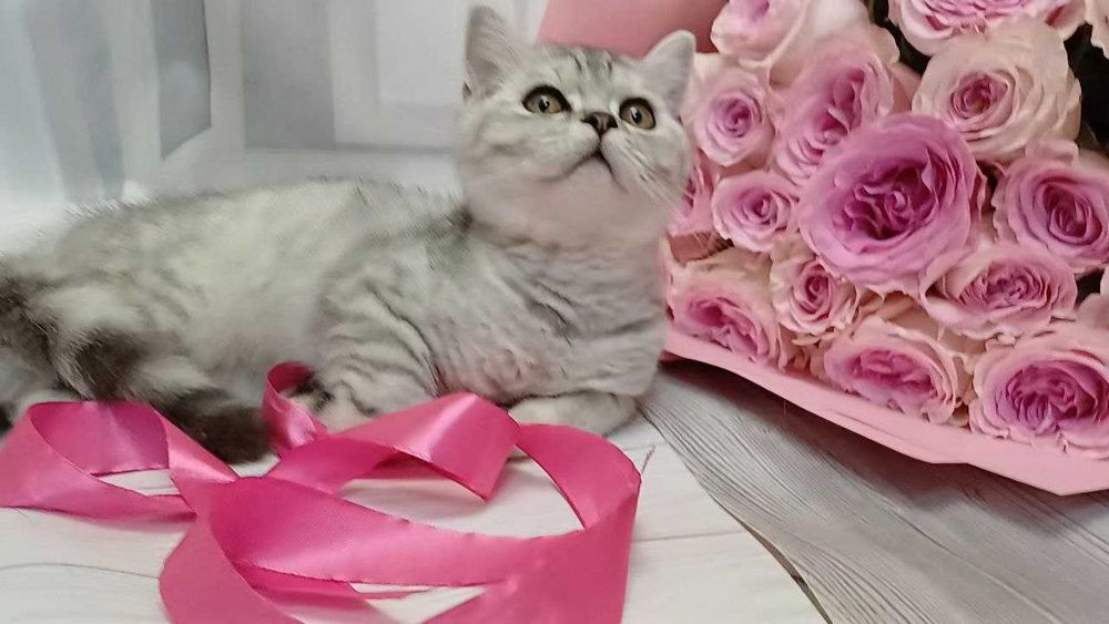 Чистокровні котики!
