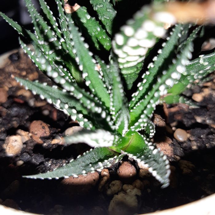 Aloes, haworthia, Gasteria różne