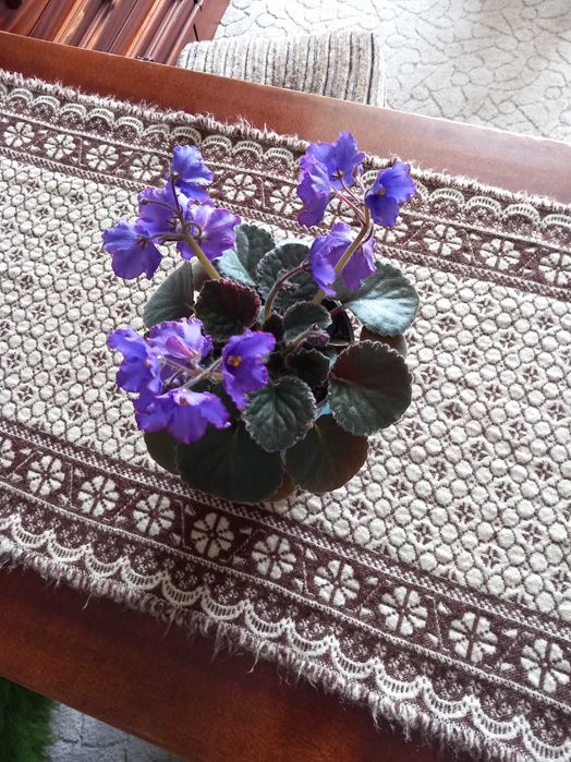 Fikus  wąskolistny i nie tylko