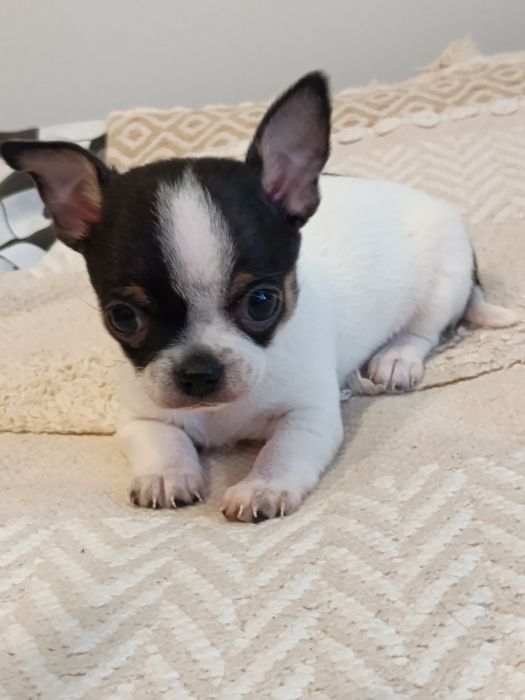 Rezerwacja. Chihuahua XS  piesek  „ Dolar "