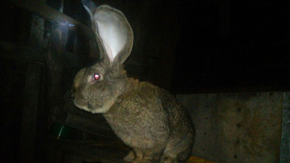 Продам Самцов Фландра