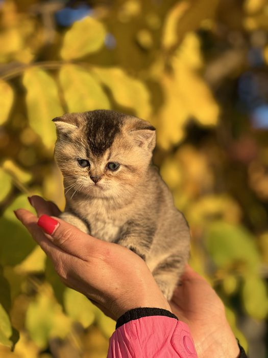 Шикарний плюшевий хлопчик Золота шиншила