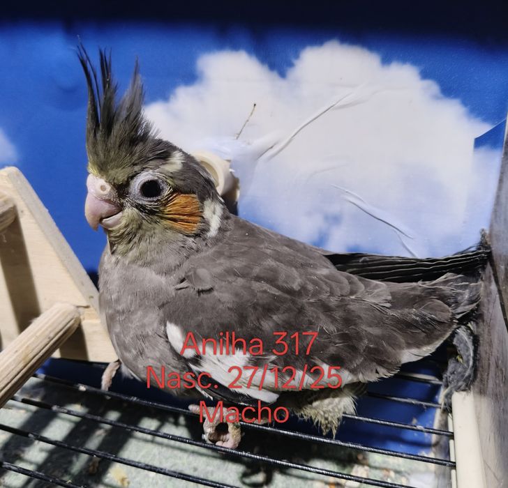 Caturras criadas a mão