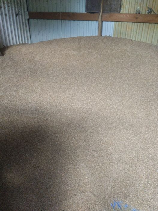 Pszenżyto oraz owies