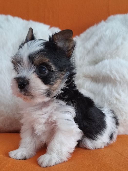 York biewer  malutki piesek yorkshire terrier