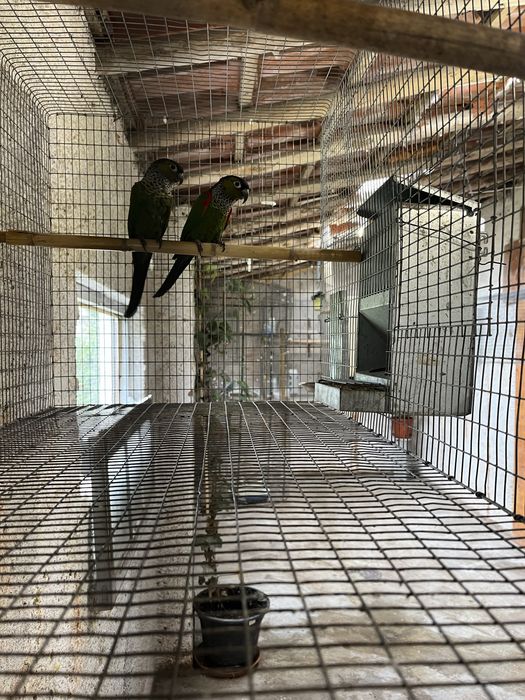 Ring Neck cleartel e Pyrrhura Rupicola