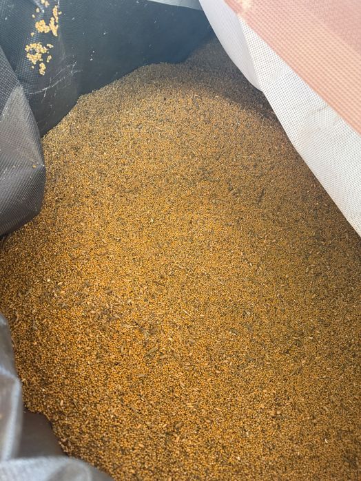 Gorczyca, zbiory 2025