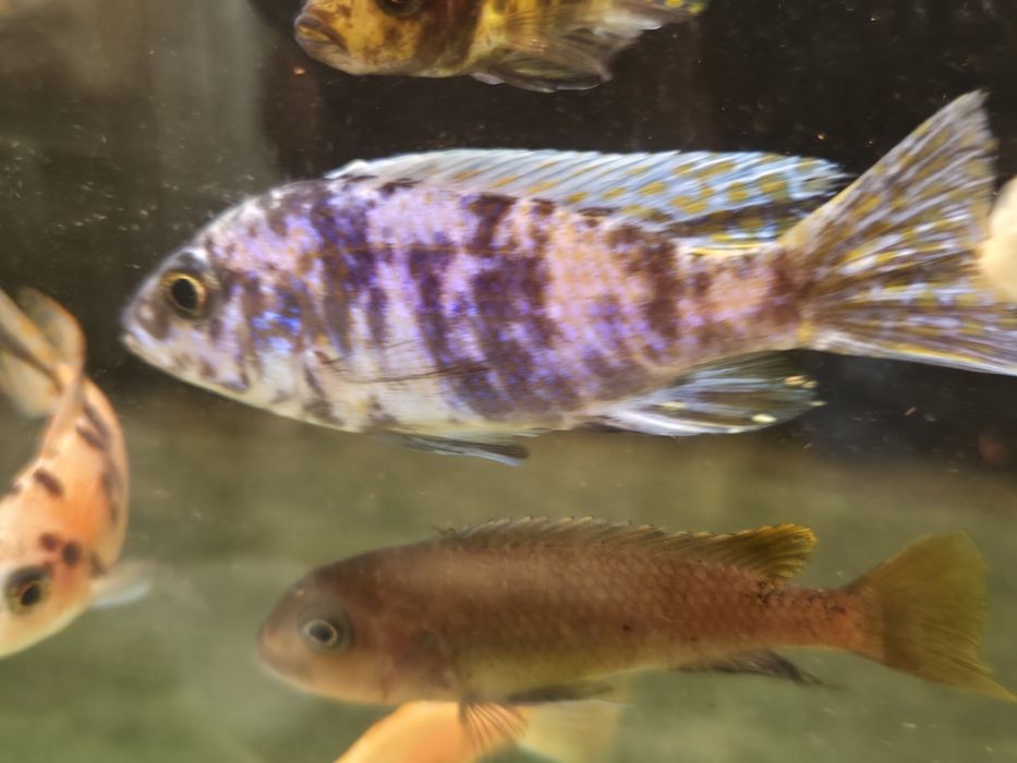 Ciclideos Aulonocaras ob