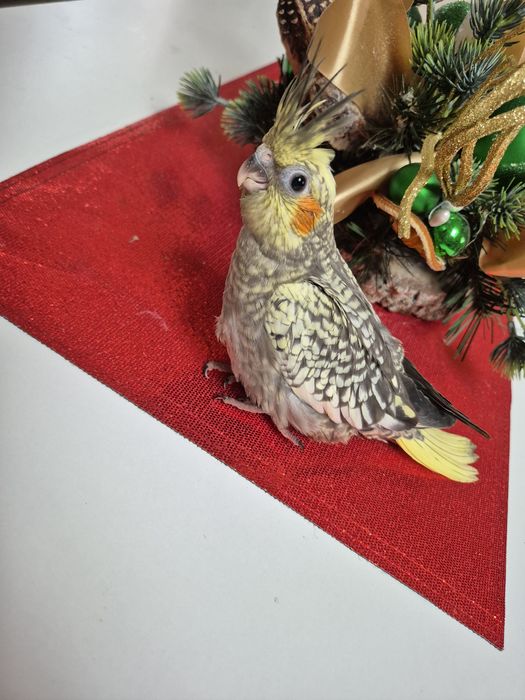 Papuga nimfa oswojona