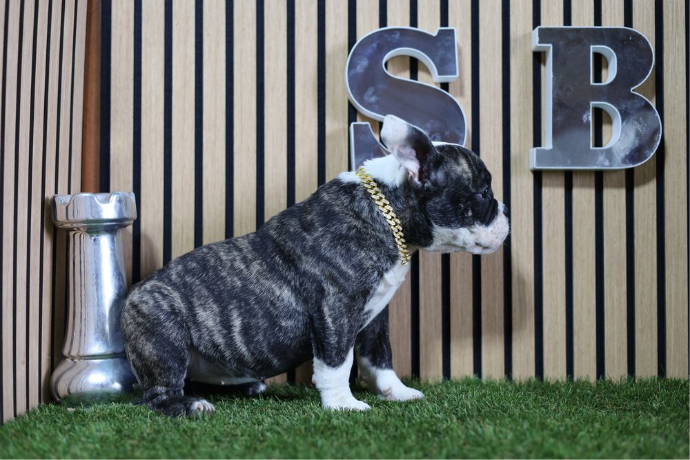 American bully mciro