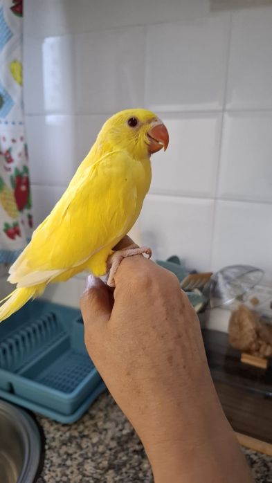 1 Ring neck Lutino Macho