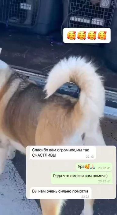Перевезення тварин в США, Європу, Канаду. Доставка животных, pets